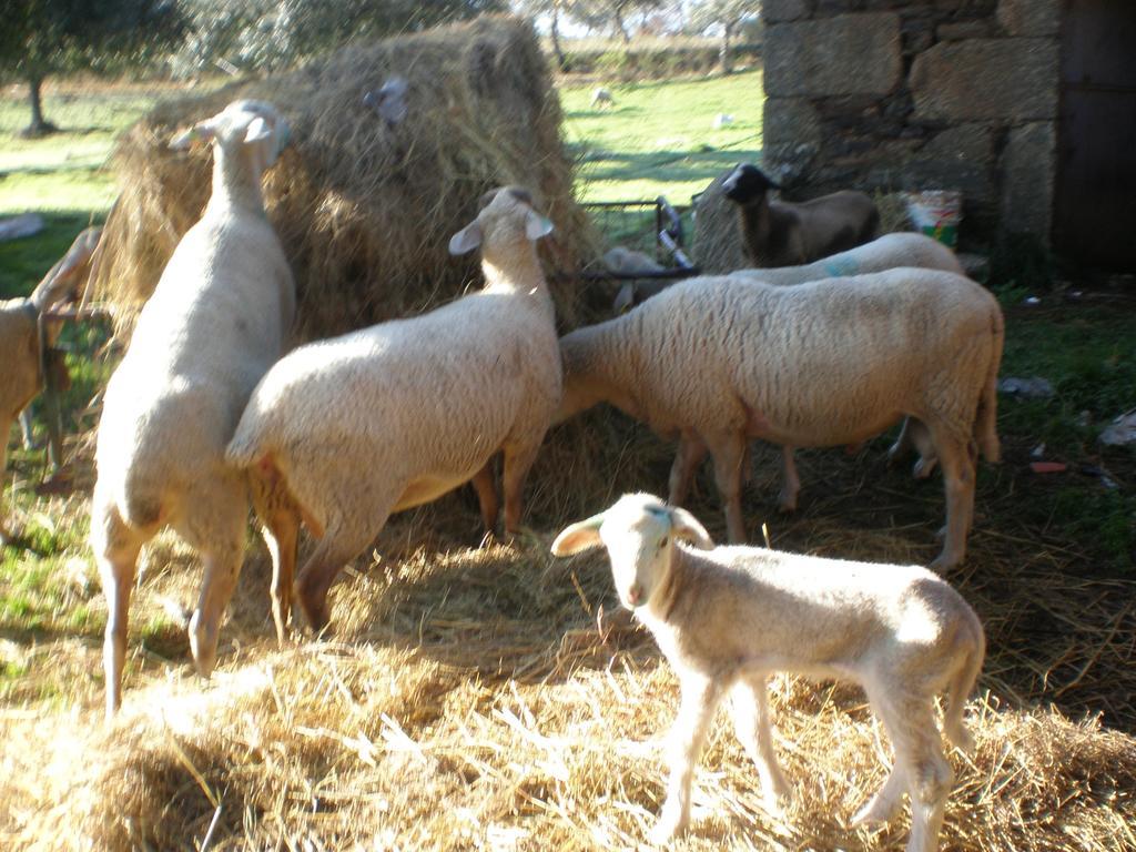 Quinta Da Mina Villa Monsanto Buitenkant foto